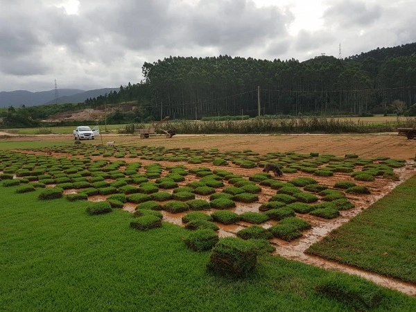 tipos de grama para quintal